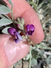 Astragalus mohavensis