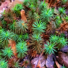 Dawsonia