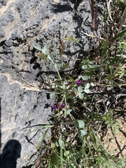 Astragalus mohavensis