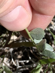 Astragalus mohavensis
