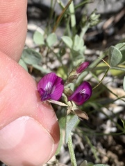 Astragalus mohavensis