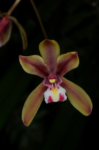 Cymbidium finlaysonianum