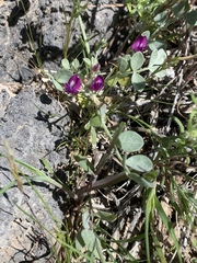 Astragalus mohavensis