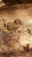 Centruroides baergi