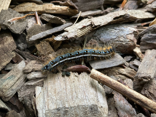 Eastern Tent Caterpillar Moth