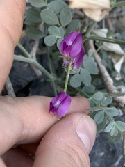 Astragalus mohavensis