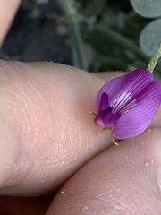 Astragalus mohavensis