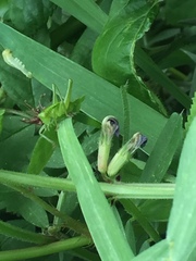 Tettigonia orientalis