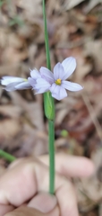 Sisyrinchium elizabethiae