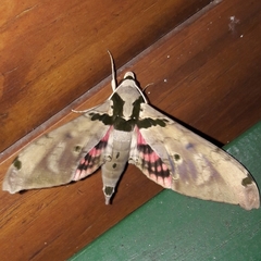 Adhemarius daphne daphne