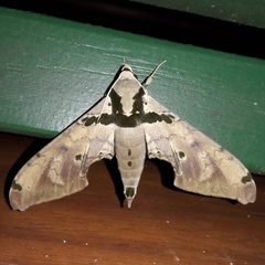 Adhemarius daphne daphne