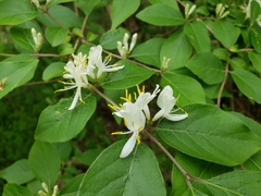 Lonicera maackii