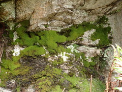 Amphidium lapponicum