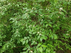 Lonicera maackii