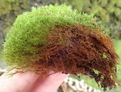 Amphidium lapponicum