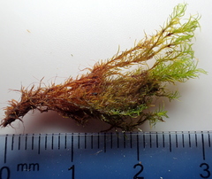 Amphidium lapponicum