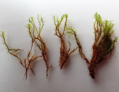 Amphidium lapponicum