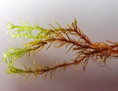 Amphidium lapponicum