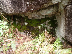 Amphidium lapponicum