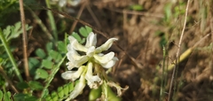 Astragalus soxmaniorum