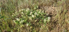 Astragalus soxmaniorum