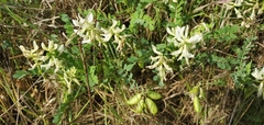 Astragalus soxmaniorum