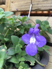 Streptocarpus saxorum