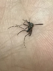 Aedes sierrensis