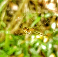 Leucauge dromedaria