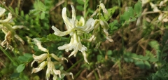 Astragalus soxmaniorum