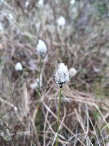 tussock cottongrass