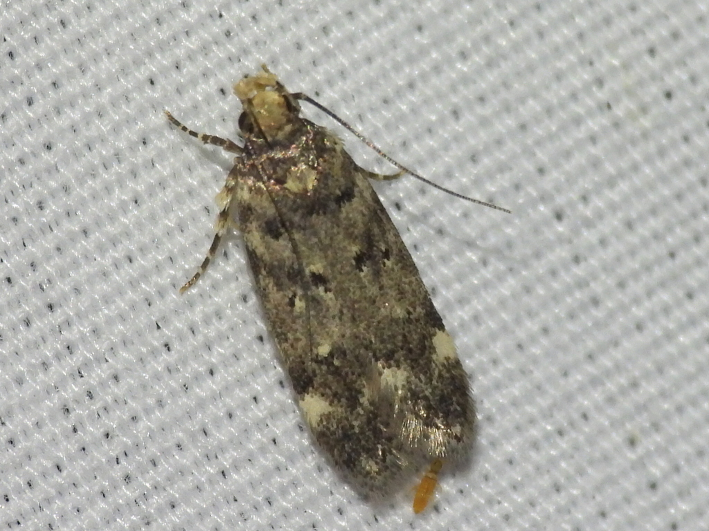 White-spotted Chionodes Moth