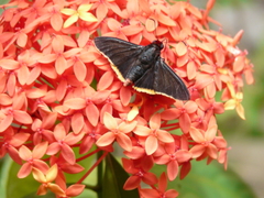 Pyrrhopyge amyclas