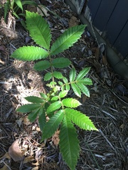 Davidsonia jerseyana