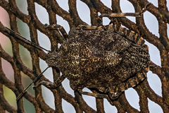 Brochymena affinis