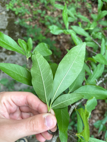 Sideroxylon lycioides, photograph 5