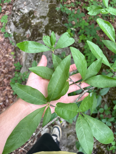 Sideroxylon lycioides, photograph 4