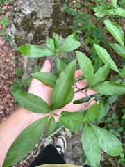 Sideroxylon lycioides, photograph author not stated, no rights reserved