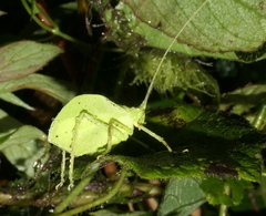 Typophyllum spurioculis