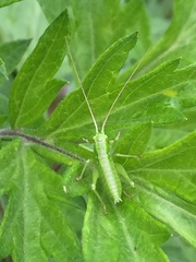 Tettigonia orientalis