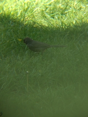 Melozone crissalis