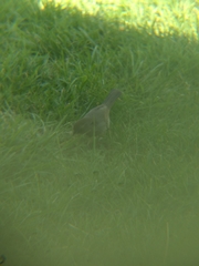 Melozone crissalis