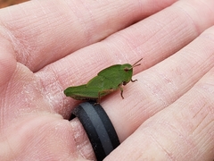 Chortophaga viridifasciata