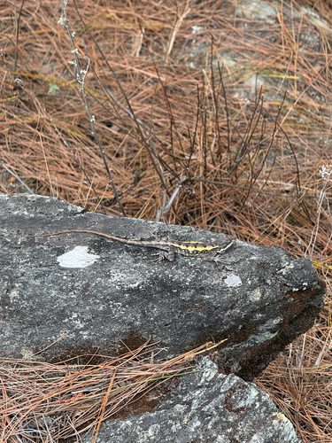 Short-tailed Mountain Agama, Diploderma brevicauda
