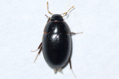 Cymbiodyta bifidus