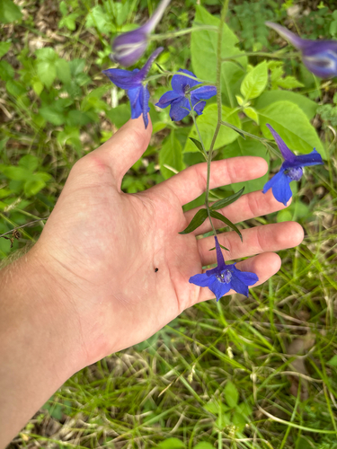 Delphinium alabamicum