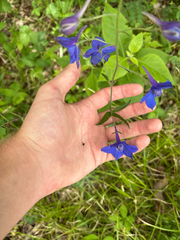 Delphinium alabamicum, photograph author not stated, no rights reserved