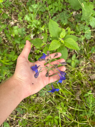 Delphinium alabamicum, photograph 6