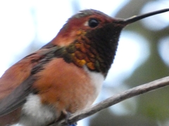 Selasphorus rufus