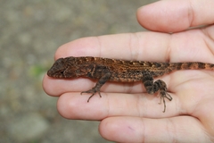 Sceloporus utiformis